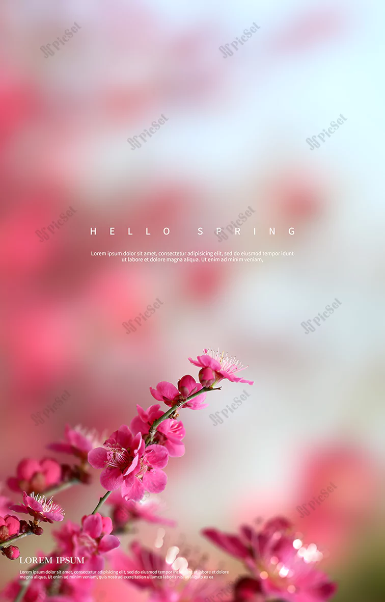 beautiful spring flowers background / پس زمینه زیبای گل های بهاری