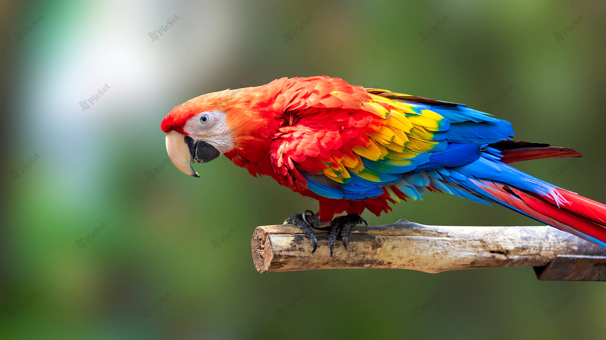 colorful parrots bird nature background red blue marcaw branches / طوطی رنگارنگ با پس زمینه طبیعت 