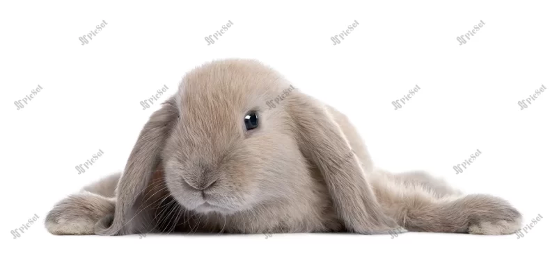 brown rabbit lying down white isolated / خرگوش قهوه ای دراز کشیده