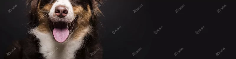 close up cute dog with copy space / بنر سگ