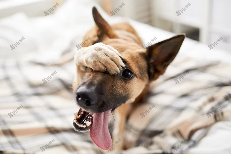 embarrassed dog bed / سگ خجالت زده