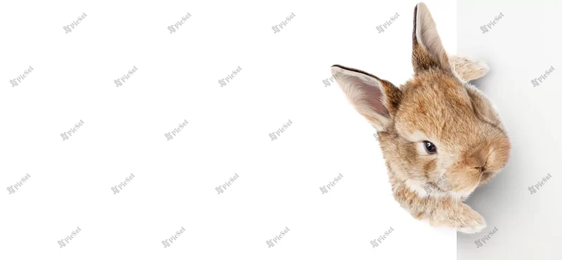 funny easter bunny happy easter holiday concept_355067 6248 / خرگوش مفهوم عید