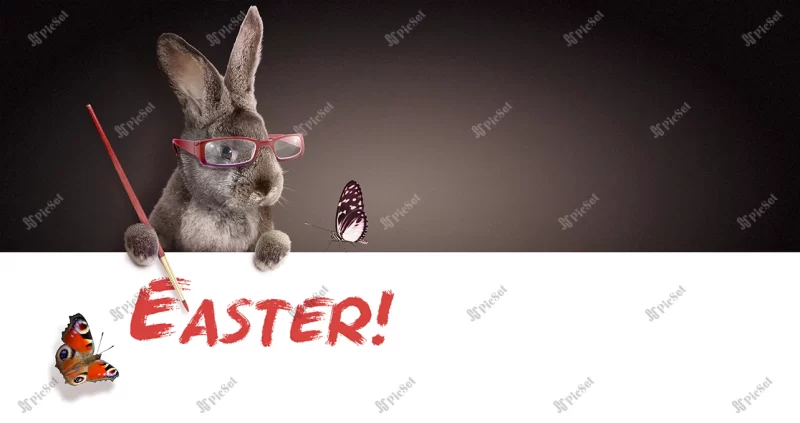 funny easter bunny happy easter holiday concept_355067 6382 / خرگوش مفهوم عید