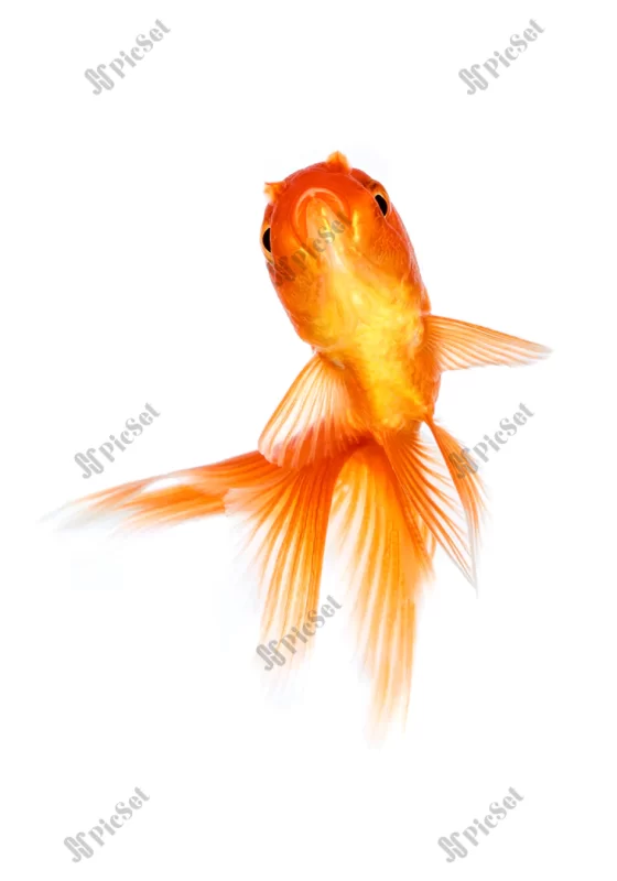 gold fish isolated white background / ماهی طلایی و قرمز