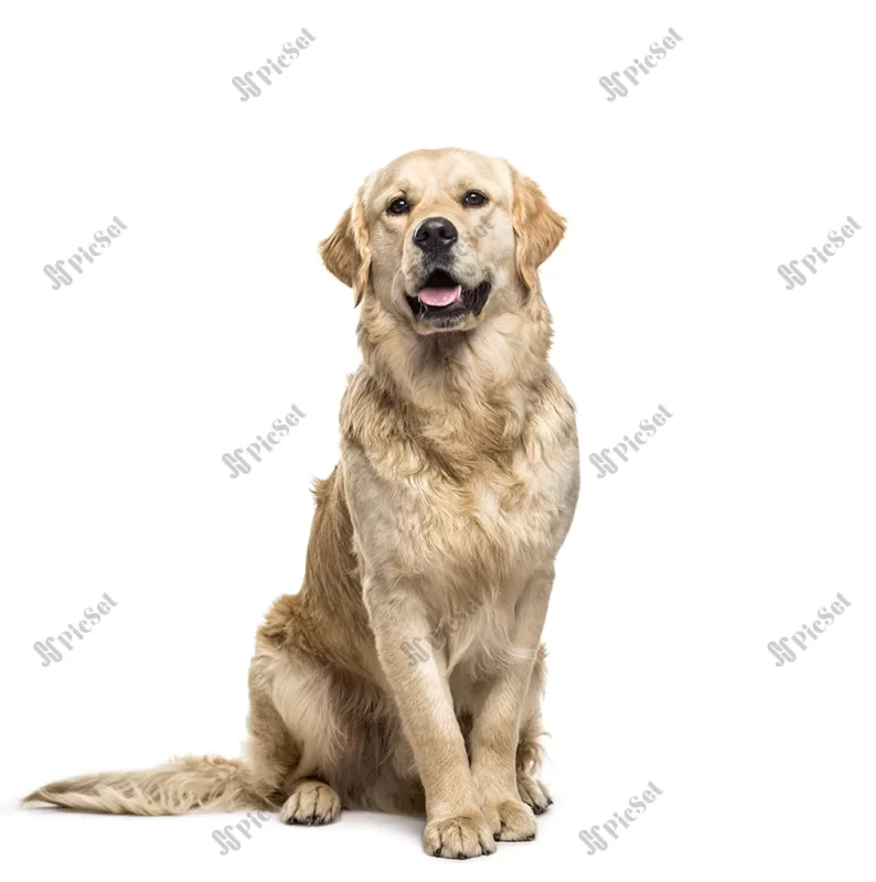 golden retriever dog sitting panting / سگ گلدن رتریور نشسته و نفس نفس می زند