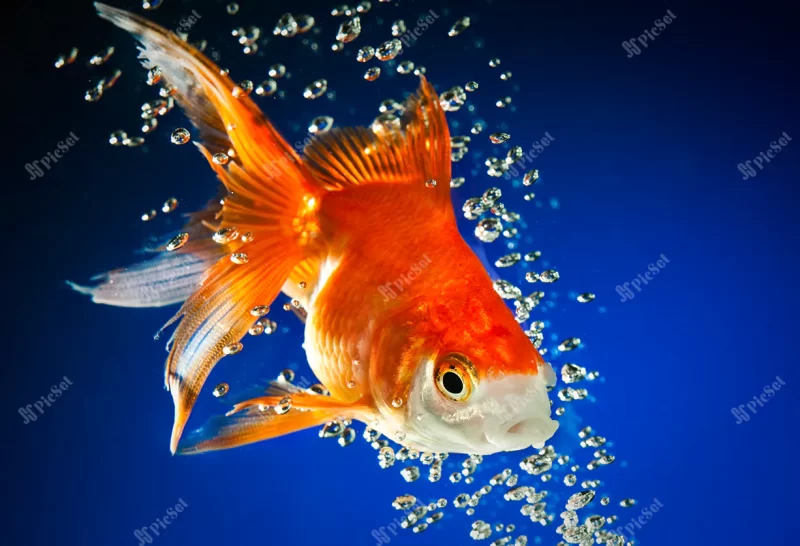 goldfish dark blue water / ماهی قرمز