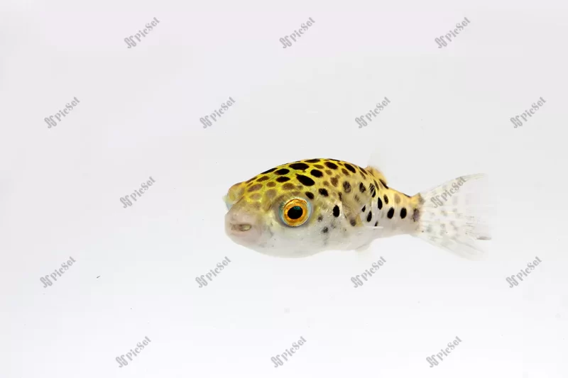 green spotted puffer fish freshwater puffer fish / ماهی خالدار سبز  پف دار