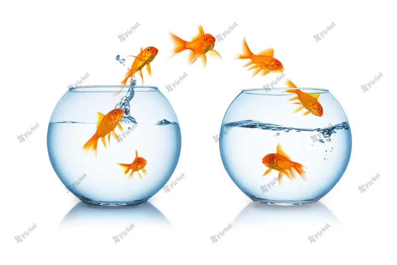 group goldfishes change fishbowl taken studio with 5d mark iii / تنگ و کاسه ماهی قرمز