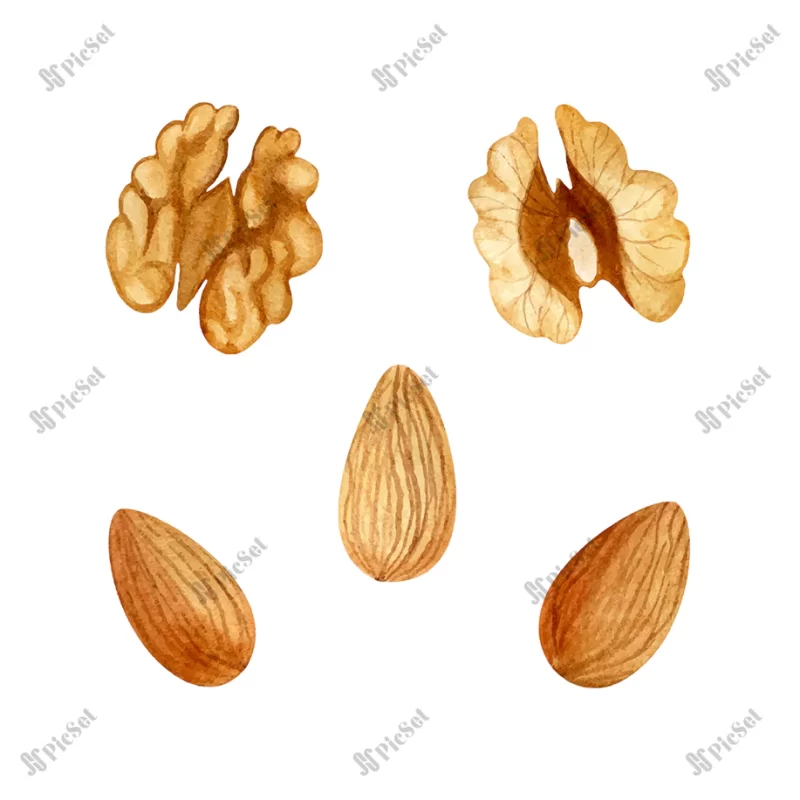hand drawn walnut almond kernels isolated white background dried nuts set / مجموعه آجیل، مغز بادام و گردو