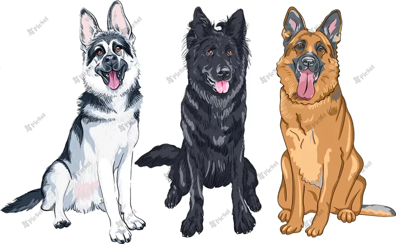 illustration set shepherd dogs / سگ های چوپان