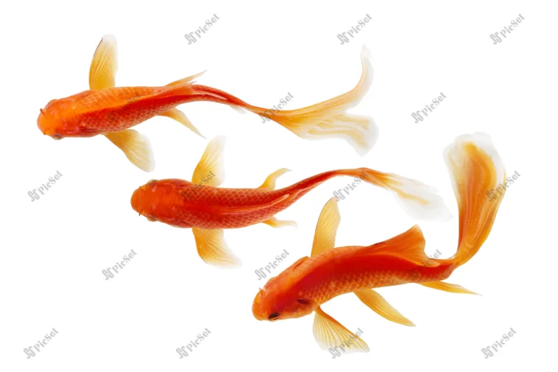 koi fish swimming white background / ماهی قرمز