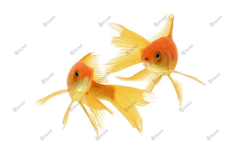 koi goldfish swimming isolated white background / ماهی قرمز