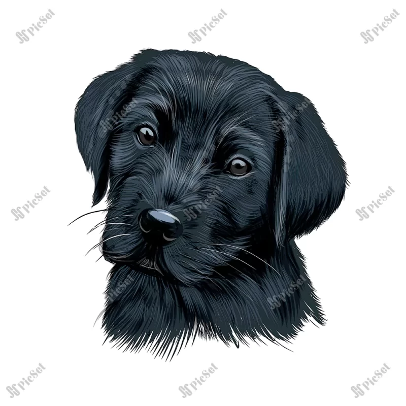 labrador retriever head portrait black puppy from multicolored paints splash watercolor / پرتره توله سگ سیاه با آبرنگ
