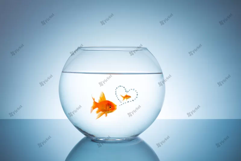 lonely goldfish thinks about his first love taken studio with 5d mark iii / تنگ و کاسه ماهی قرمز