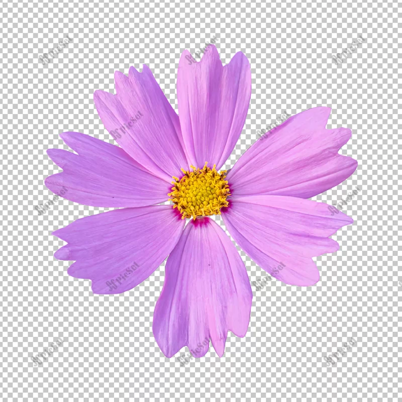 pink cosmos flower isolated rendering / گل صورتی