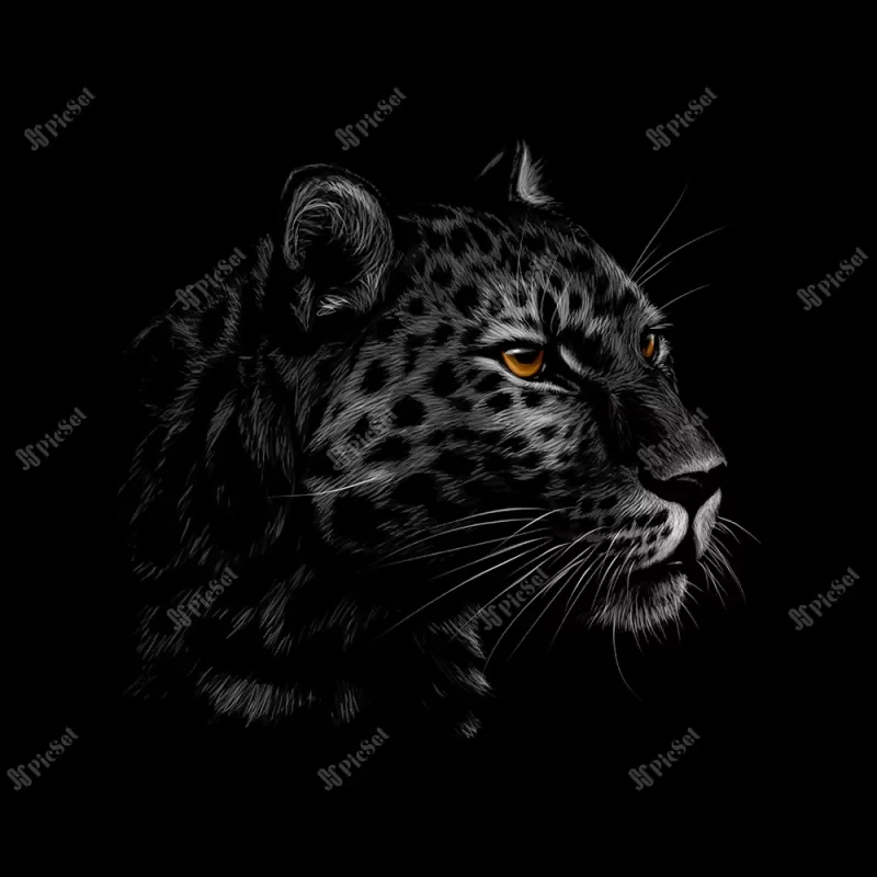portrait leopard head black background illustration / تصویر پس زمینه سیاه پرتره سر پلنگ