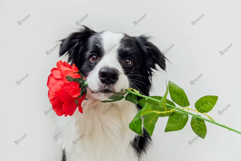 puppy dog border collie holding red rose flower mouth isolated white background / توله سگ مرزی کولی با گل رز قرمز