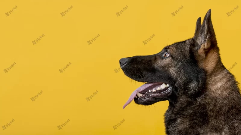 side view cute dog yellow background / نیمرخ سگ ناز