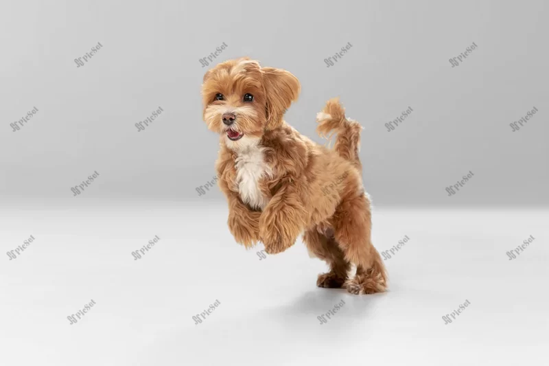 studio shot maltipoo dog isolated white studio background / استودیو شات سگ