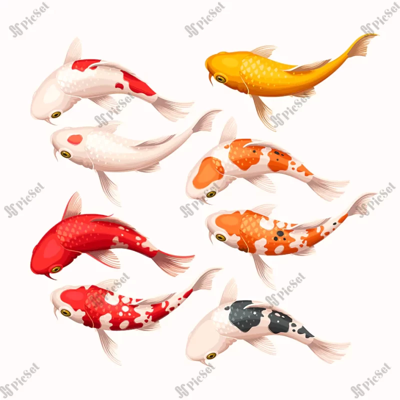 vector set high detailed white red yellow koi fish / ماهی قرمز نارنجی سفید سیاه