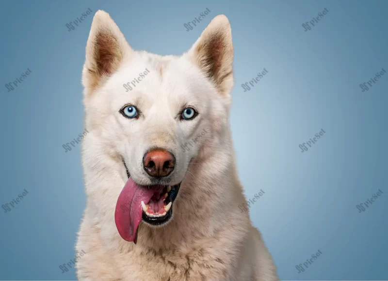 white siberian husky blurred background / سگ هاسکی سیبری سفید