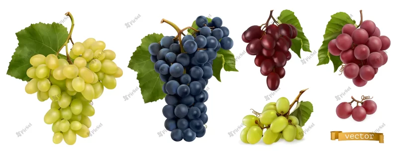 wine grapes table grapes fresh fruit 3d realistic vector set / انگور سه بعدی میوه تازه