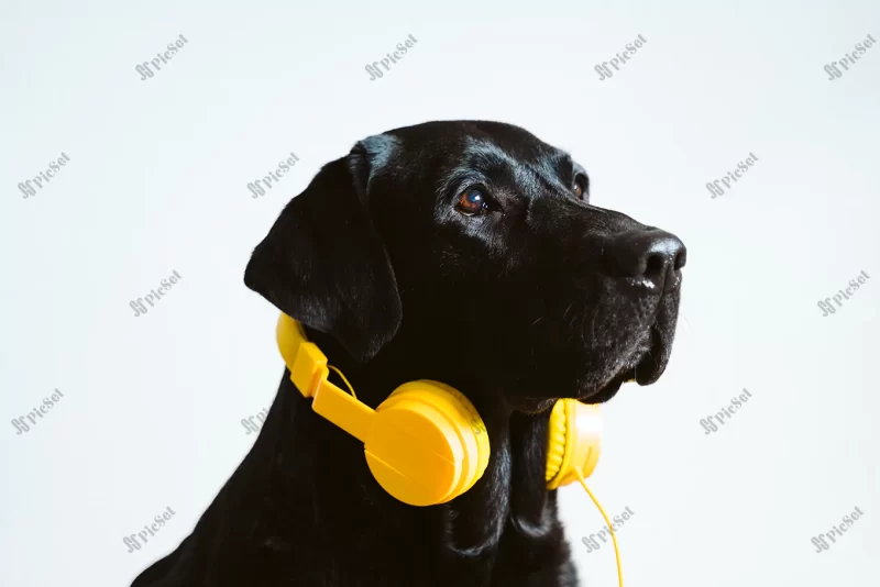 beautiful black labrador listening music yellow headset home music technology concept / هدست زرد سگ سیاه خانگی گوش دادن به موسیقی با هدفون