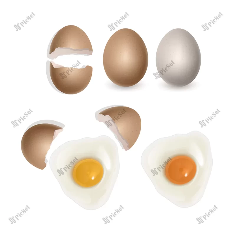 chicken eggs realistic style fresh brown eggs paper box vector format / جعبه تخم مرغ قهوه ای تازه نیمرو
