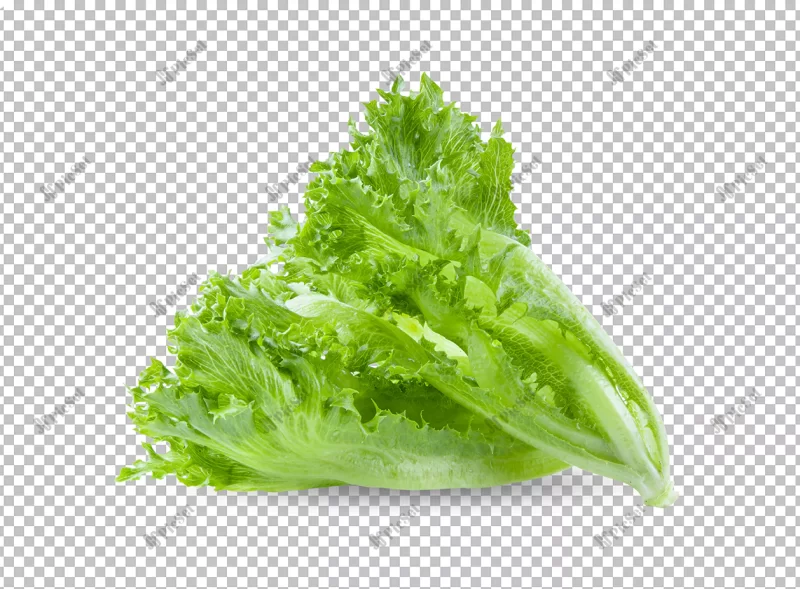 green frillies iceberg lettuce isolated alpha layer / سبزیجات رژیمی کاهو سبز