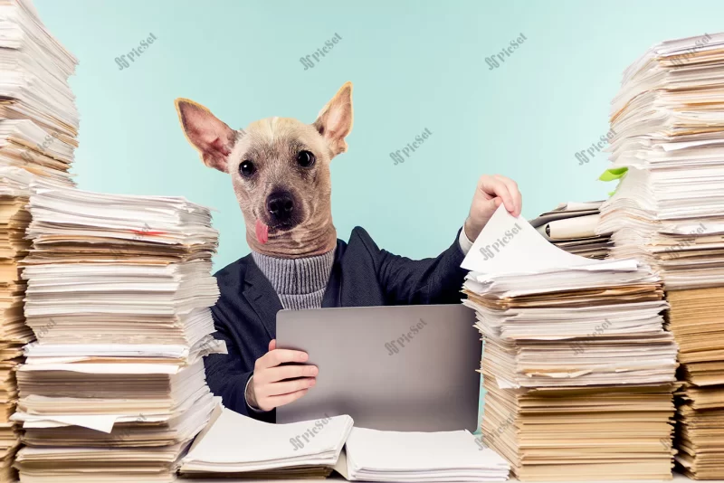 abstract modern collage man with head dog male accountant company manager works office view accumulated paper work /  کلاژ مرد با سر سگ مرد حسابدار انبار اداری کاغذ