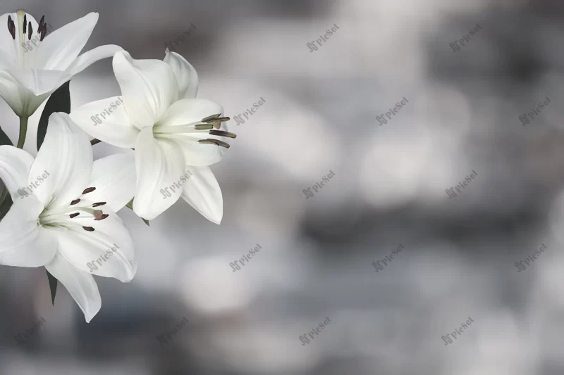 sympathy card with lily flowers black white image / کارت تسلیت و همدردی با گل های زنبق سیاه و سفید