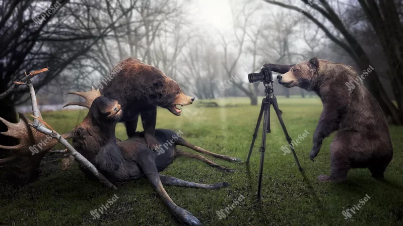 Bear, Photography, Funny, Humor, Animals, Deer, creative / خرس، عکاسی، خنده دار، طنز، حیوانات، گوزن، خلاقانه