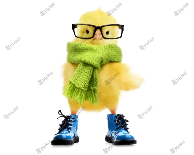 Cool chick, chicken, glasses, yellow, easter, creative, winter, fantasy, funny, shoes / جوجه باحال، مرغ، عینک، زرد، عید پاک، خلاقانه، زمستان، فانتزی، خنده دار، کفش