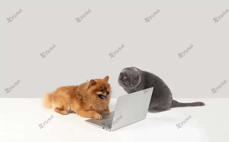 Dog, cat, Internet, Funny, Laptop, Sitting, Digital, Animals, Technology / سگ، گربه، اینترنت، خنده دار، لپ تاپ، نشسته، دیجیتال، حیوانات، فناوری