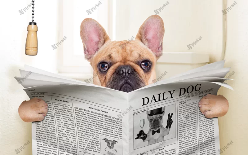 Dog, toilet, newspaper, funny dog, animals, pets / سگ، توالت، روزنامه، سگ خنده دار، حیوانات، حیوانات خانگی