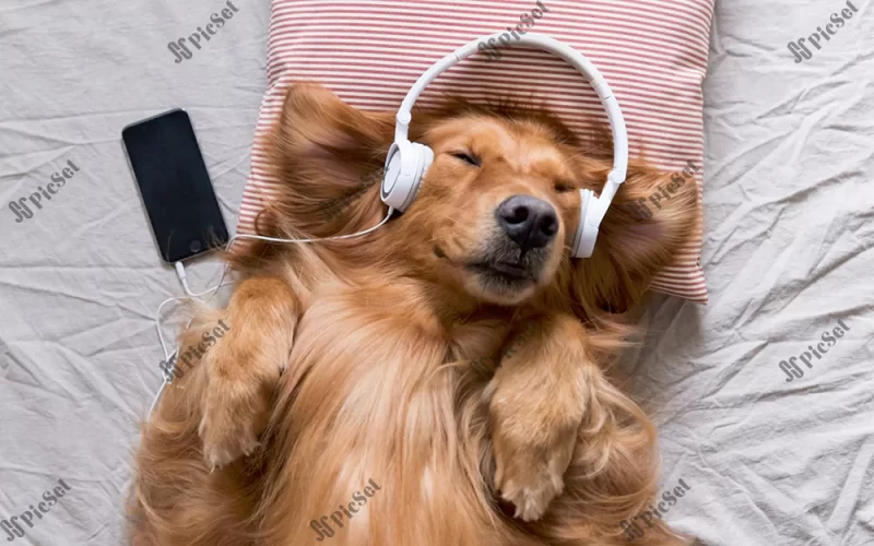 dog listening to music, pets, brown dog, headphones, funny animals / سگ در حال گوش دادن به موسیقی، حیوانات خانگی، سگ قهوه ای، هدفون، حیوانات خنده دار