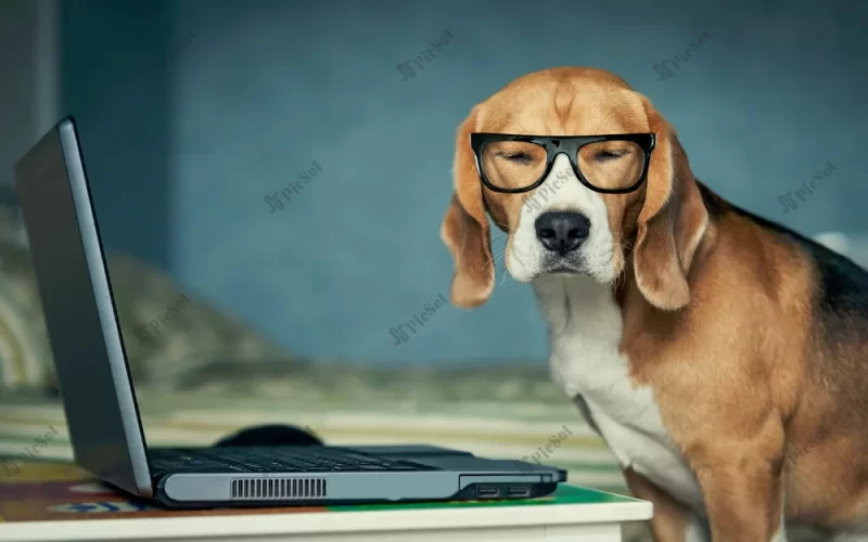 dog, animals, laptop, Glasses, Funny / سگ، حیوانات، لپ تاپ، عینک، خنده دار