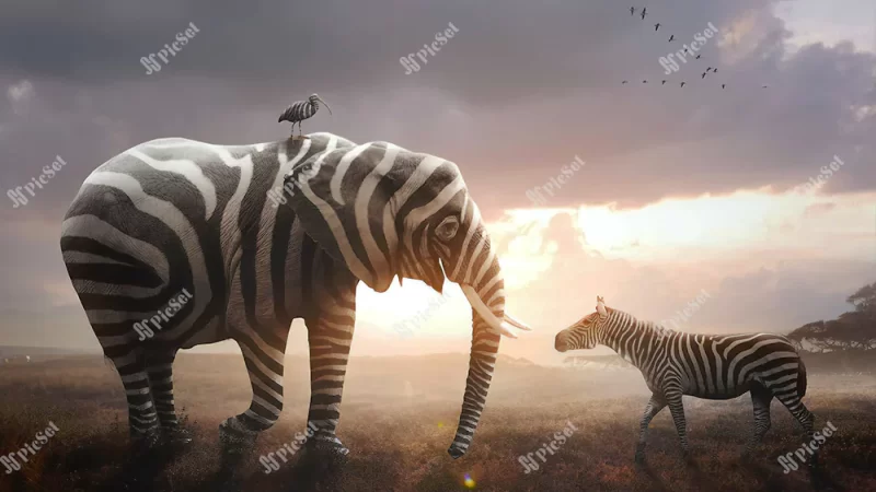 elephant, fantasy, bird, funny, zebra, creative / فیل، فانتزی، پرنده، خنده دار، گورخر، خلاق