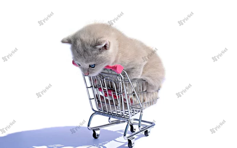 Kitten, gray kitten, shopping cart, market, creative / بچه گربه، بچه گربه خاکستری، سبد خرید، بازار، خلاق