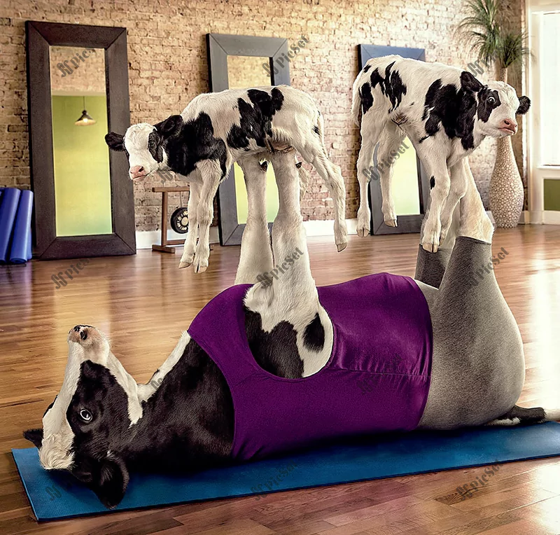 pilates, Mommy and moo, cow, creative, animal, gym, fantasy, creative / پیلاتس، مامان و مو، گاو، خلاق، حیوان، باشگاه ورزشی، فانتزی، خلاق