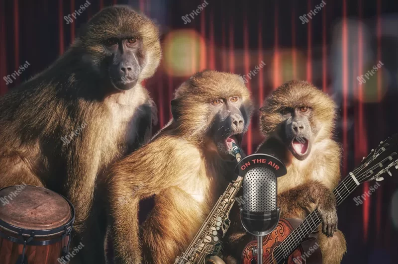 monkey, singer, funny, creative, animal, band, microphone, fantasy / میمون، خواننده، خنده دار، خلاق، حیوان، گروه موسیقی، میکروفون، فانتزی