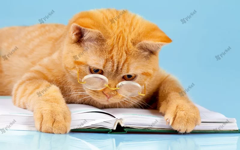 ginger cat, scientist, smart cat, funny animals, Study the cat / گربه زنجبیلی، دانشمند، گربه باهوش، حیوانات خنده دار، مطالعه گربه