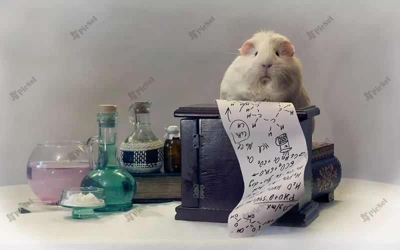 chemistry, scientist, guinea pig, cute funny animals, education concepts / شیمی، دانشمند، خوکچه هندی، حیوانات خنده دار زیبا، مفاهیم آموزشی