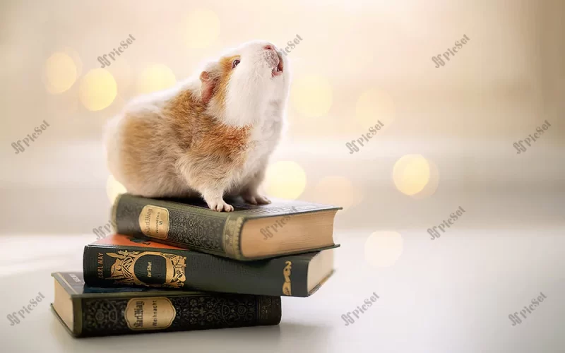 guinea pig on books, education concepts, stack of books / خوکچه هندی روی کتاب، مفاهیم آموزشی، کتاب روی هم