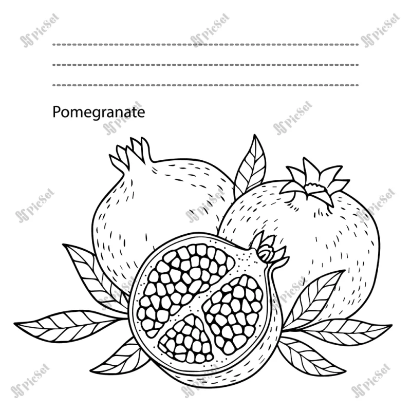 pomegranate colorful illustration / تصویر رنگارنگ انار