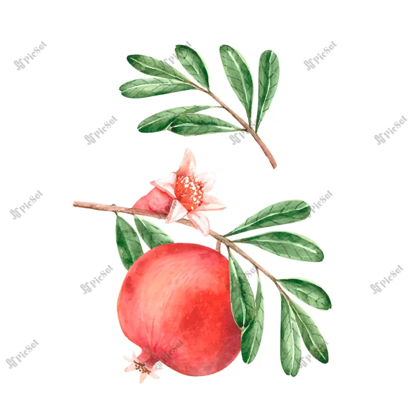 vector watercolor red pomegranate branch with green leaves bud hand painted / وکتور آبرنگ شاخه انار قرمز با جوانه برگ سبز نقاشی شده با دست پوستر شب یلدا